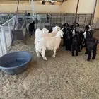 تيوس وطليان ثلاجة