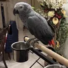 كاسكو للبيع