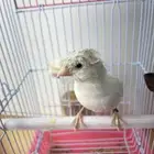 خمس كناريات