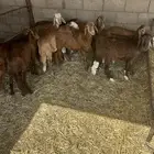 بهم سواكن مربا