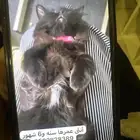حيوانات قطط