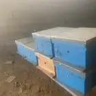 خلايا نحل مطورة