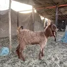 تيس للبيع عمره 4 شهور حد الغلاق