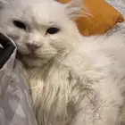 قطه هملايا شيرازي