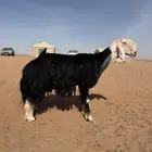 فحل نجدي مشروط