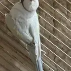 ذكر درة هولندي أوبلاين