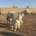 للبيع حريه متوم طيبه