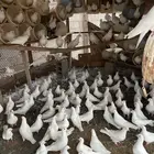 حمام فرنسي للبيع