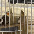 زوج كروان تزاوج