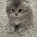 قطوه للبيع