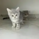 قطط سكوتش فولد وستريت