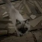 قط هملايا ضائع او متخلي عنه و يحتاج لتبني