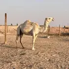 للبيع ضروبه طيبه