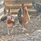 للبيع دجاج ترث