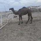 بكره حقه للبيع على جميع الشروط اصلها عبدانيه