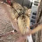 جوز ميوالي فاخر