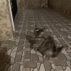 قطط تبني