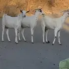 معزا دفيع رباع وحده توها سديس