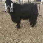 ايس فحل