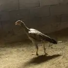 صبيا