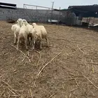 خرفان كباشة بلدي