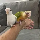 للبيع طيور اليفه