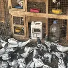 حمام باكستاني