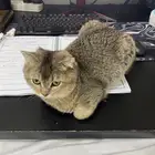 قط شيرازي