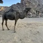 ناقتين ملاقي