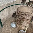 ذكور فزن امريكي احمر