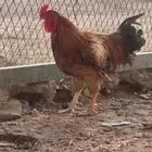 ثلالث ديكه خمس 5 دجاجات للبيع