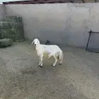 حرية حايل سمين