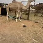 ناقه ضريبه