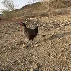 اربع  دجاجات وديك