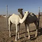 قعدان عمارها 6 شهور