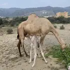 ناقه للبيع