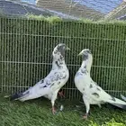 جميع النسول حمام الباكستاني