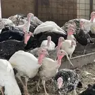 السلام عليكم ورحمة الله وبركاته اذكرو الله دجاج رومي بشاير