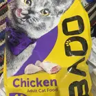 اكل قطط كيلو ونص