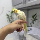 كروان اليف