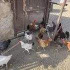 دجاج بلدي للبيع