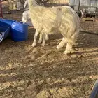 طليان حريه