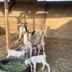 عنز هولدينه يتبعها 3 تيوس