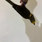 لوري بروان نوادر ماشاءالله