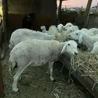 تم البيع