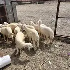 طليان ورخال للبيع