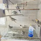 Parrot for sale