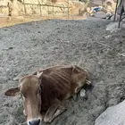 بقرة بلدي على السوم الطائف