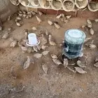 سمان للبيع