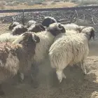14خروف نعيم طيبه للبيع